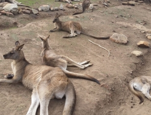 Bonorong Kangaroos at rest